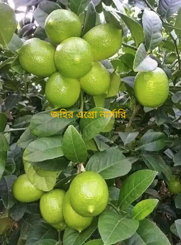 WhatsApp Image 2026-04-28 at 11.19.41 PM (1)
