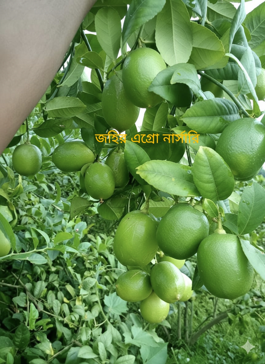 WhatsApp Image 2026-04-28 at 11.19.41 PM