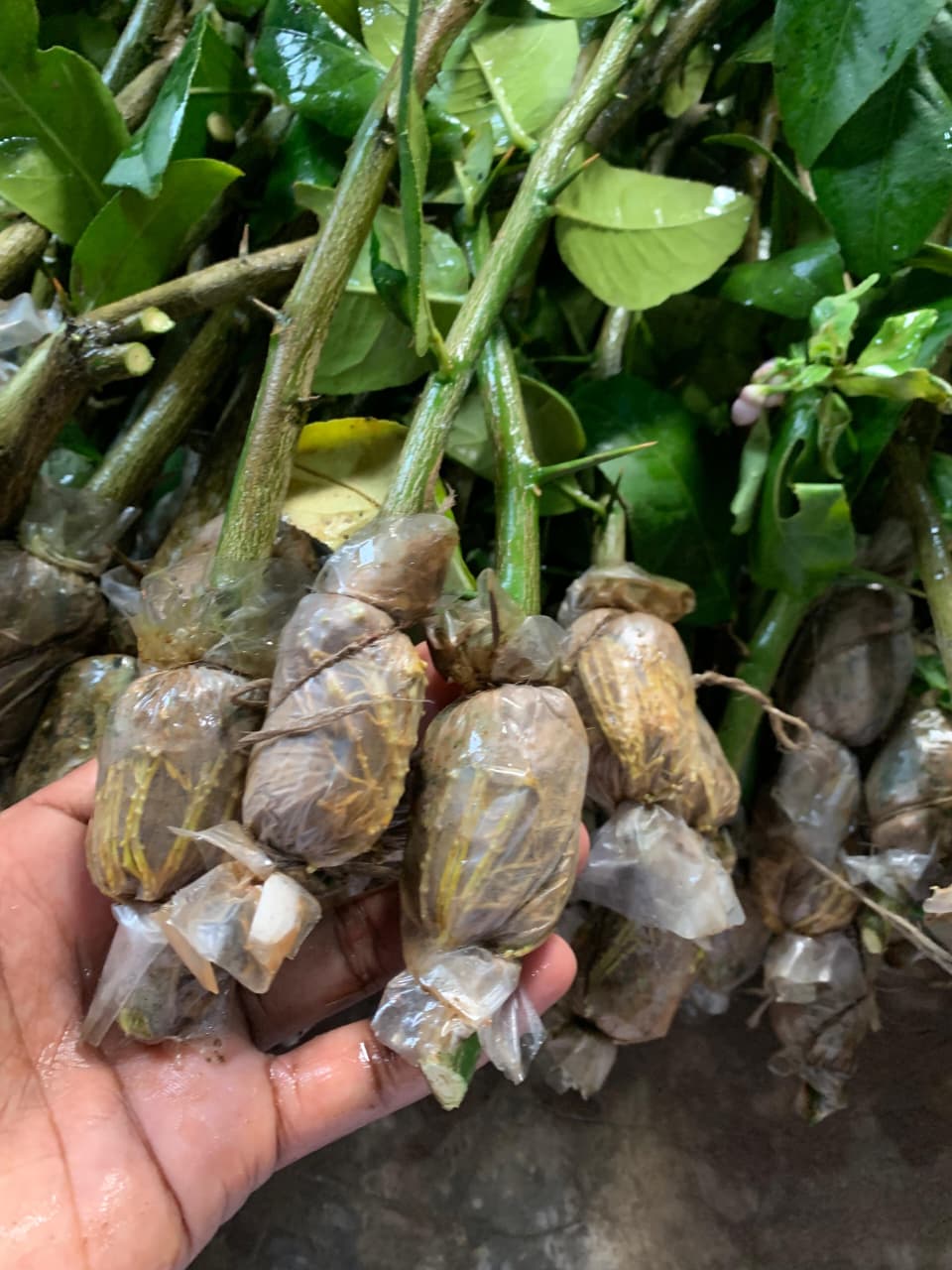 Sujon Agro Farm View
