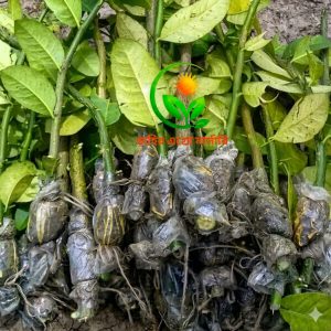 ২০ পিস গুটি কলম ৫০০ টাকা