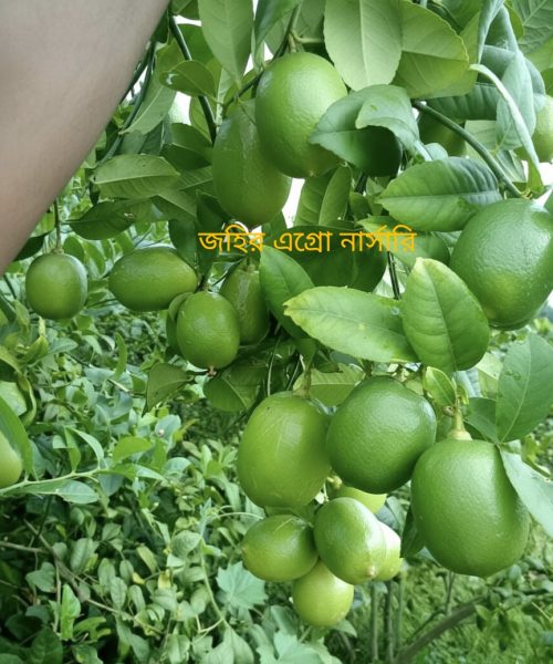 WhatsApp Image 2026-04-28 at 11.19.41 PM