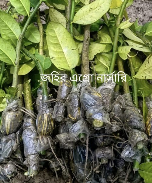 WhatsApp Image 2026-04-28 at 9.38.11 PM